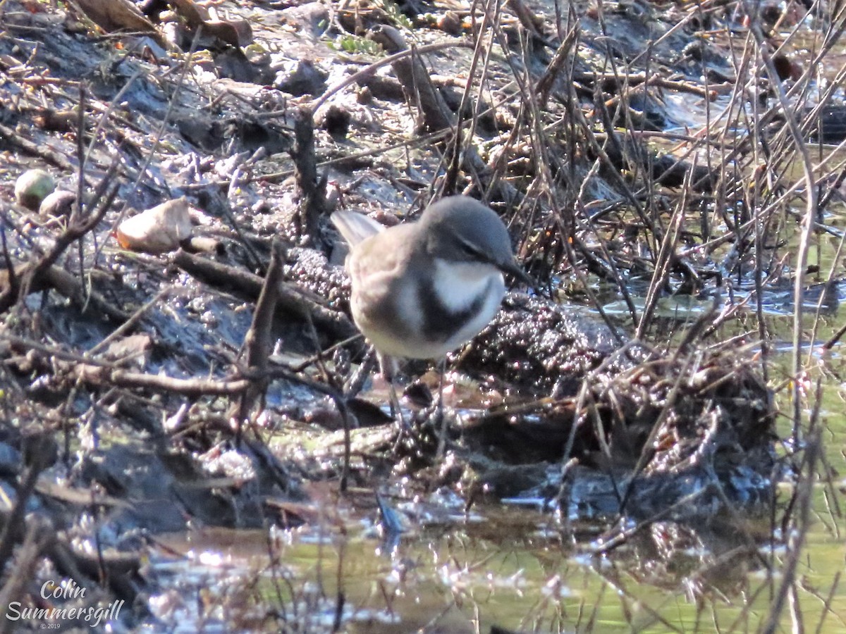 Cape Wagtail - ML623869398