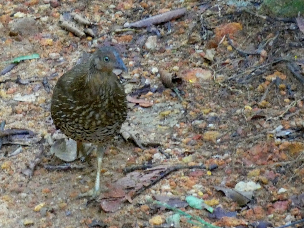 Sri Lanka Junglefowl - ML623869402