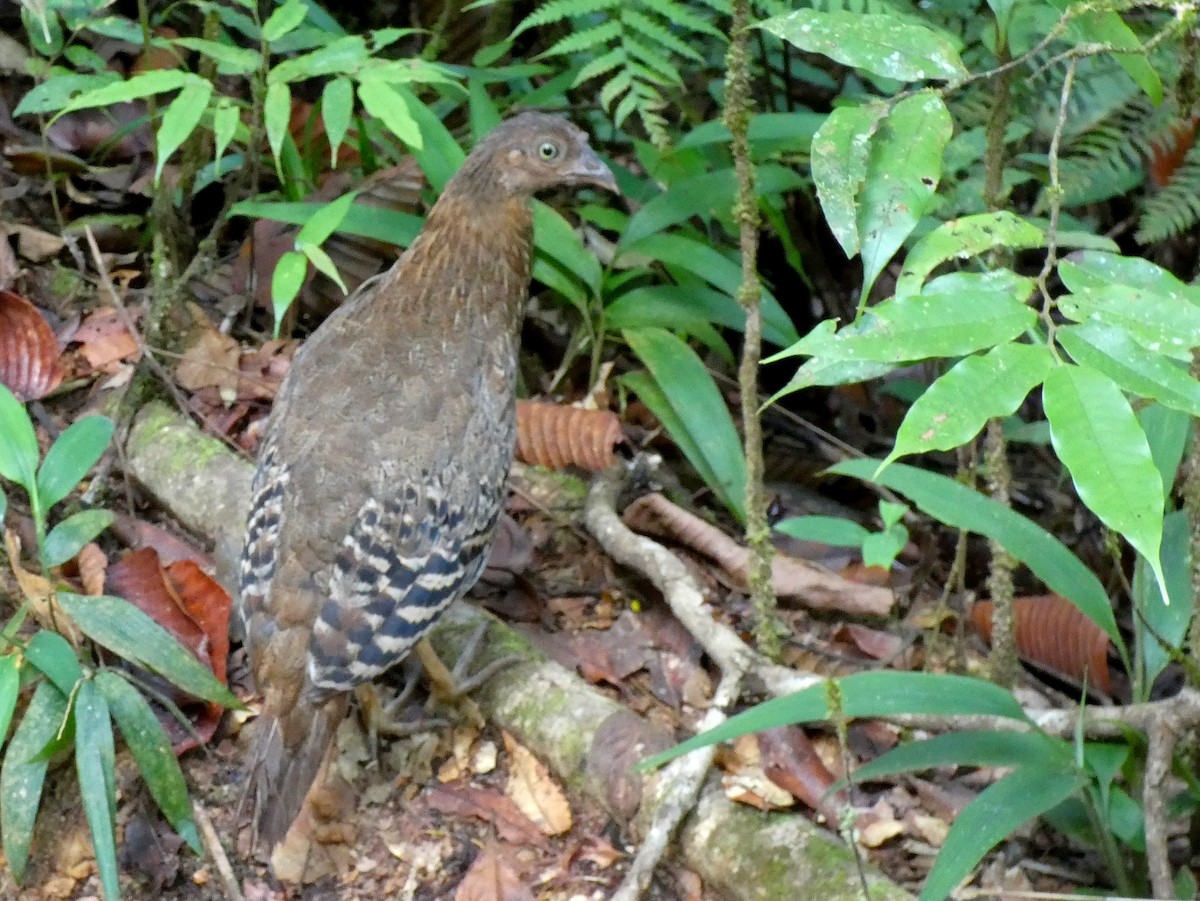 Sri Lanka Junglefowl - ML623869404