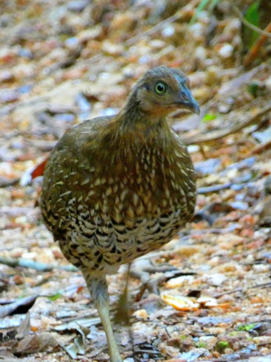 Sri Lanka Junglefowl - ML623869405