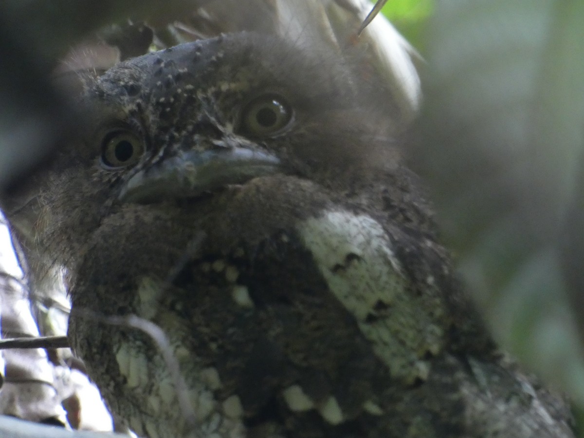 Sri Lanka Frogmouth - ML623869416