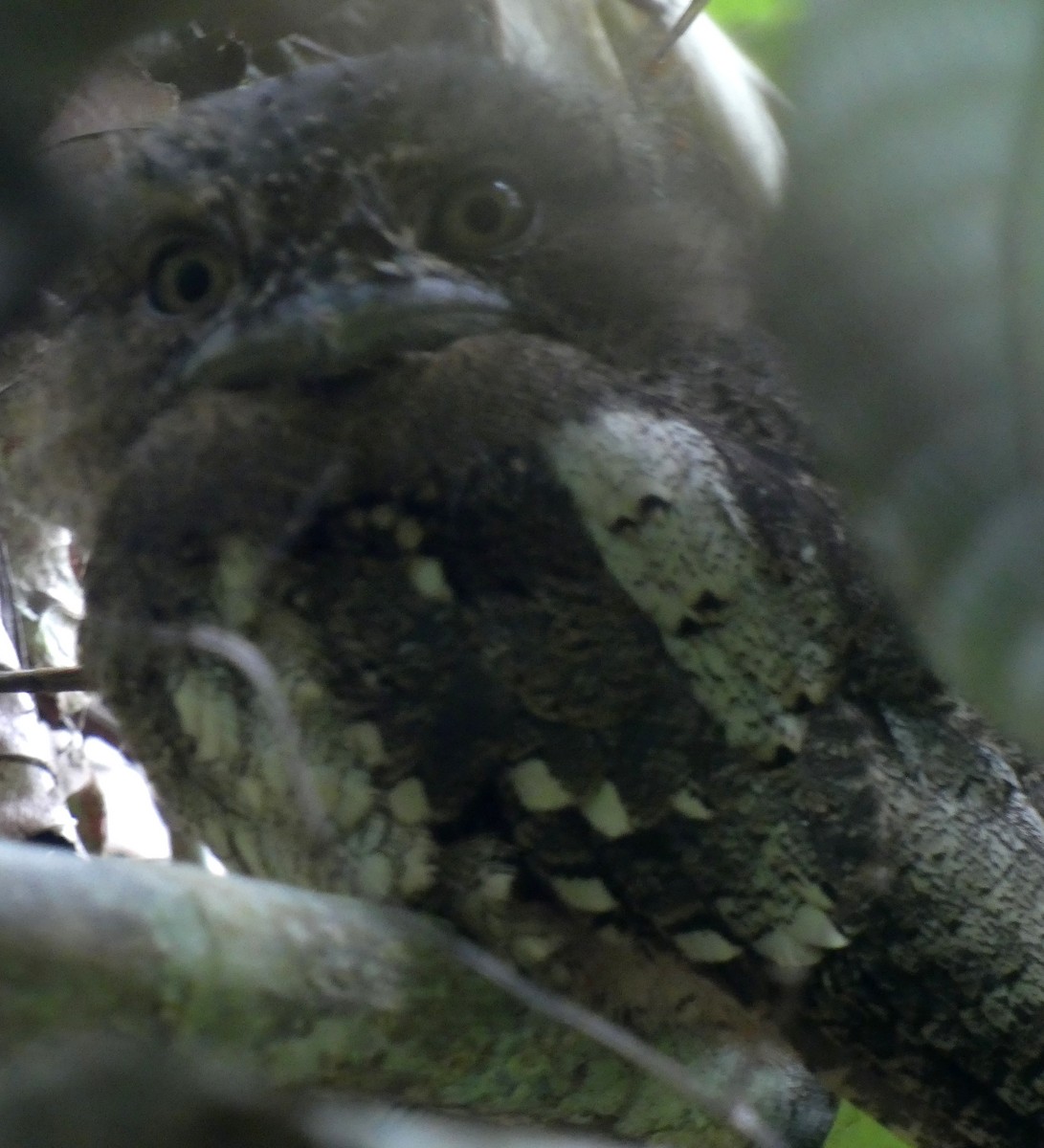 Sri Lanka Frogmouth - Sri Srikumar