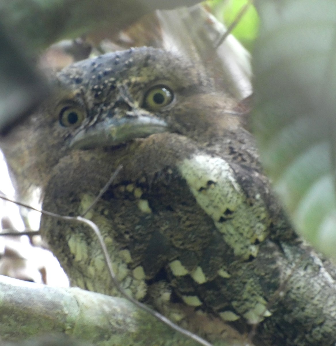 Sri Lanka Frogmouth - ML623869418