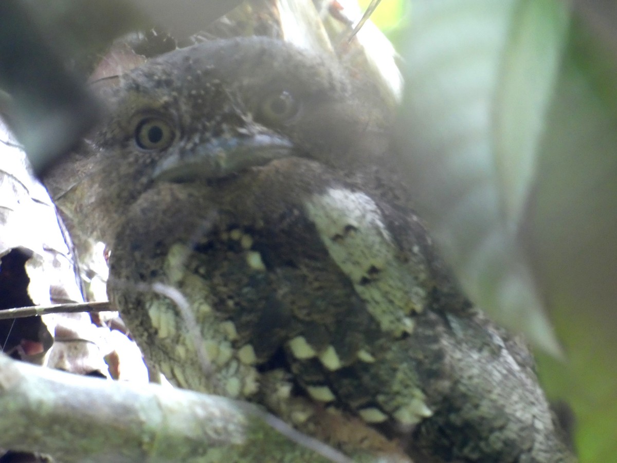 Sri Lanka Frogmouth - ML623869421