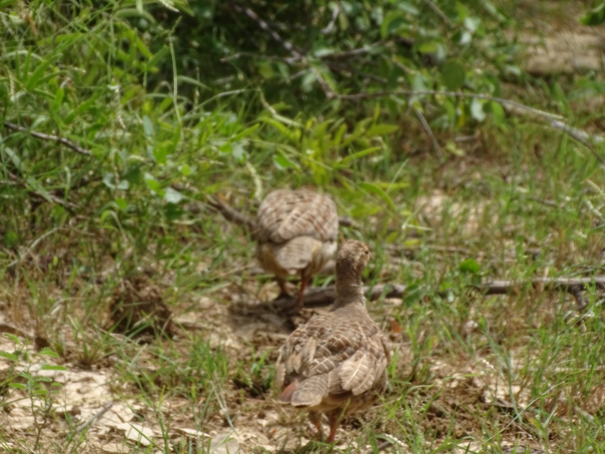 Gray Francolin - ML623869432