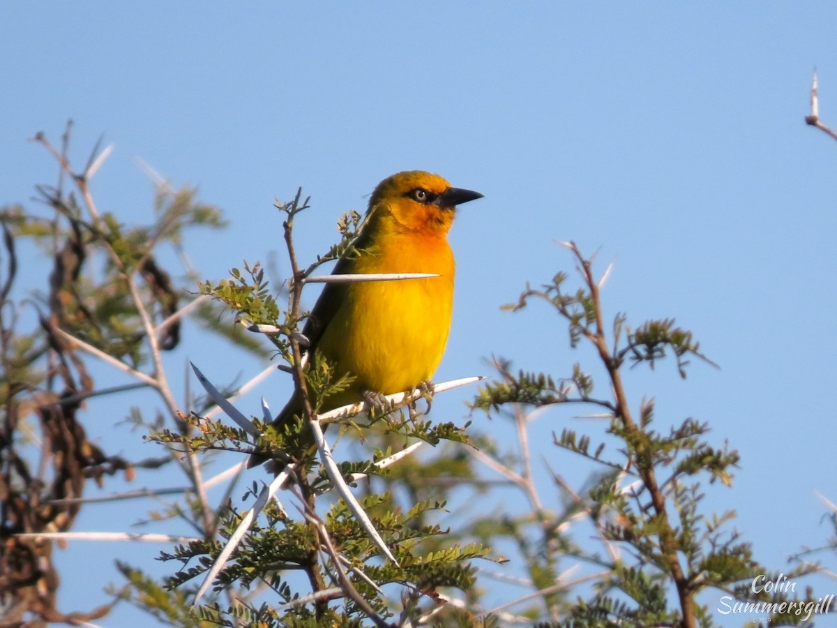 Spectacled Weaver - ML623869434