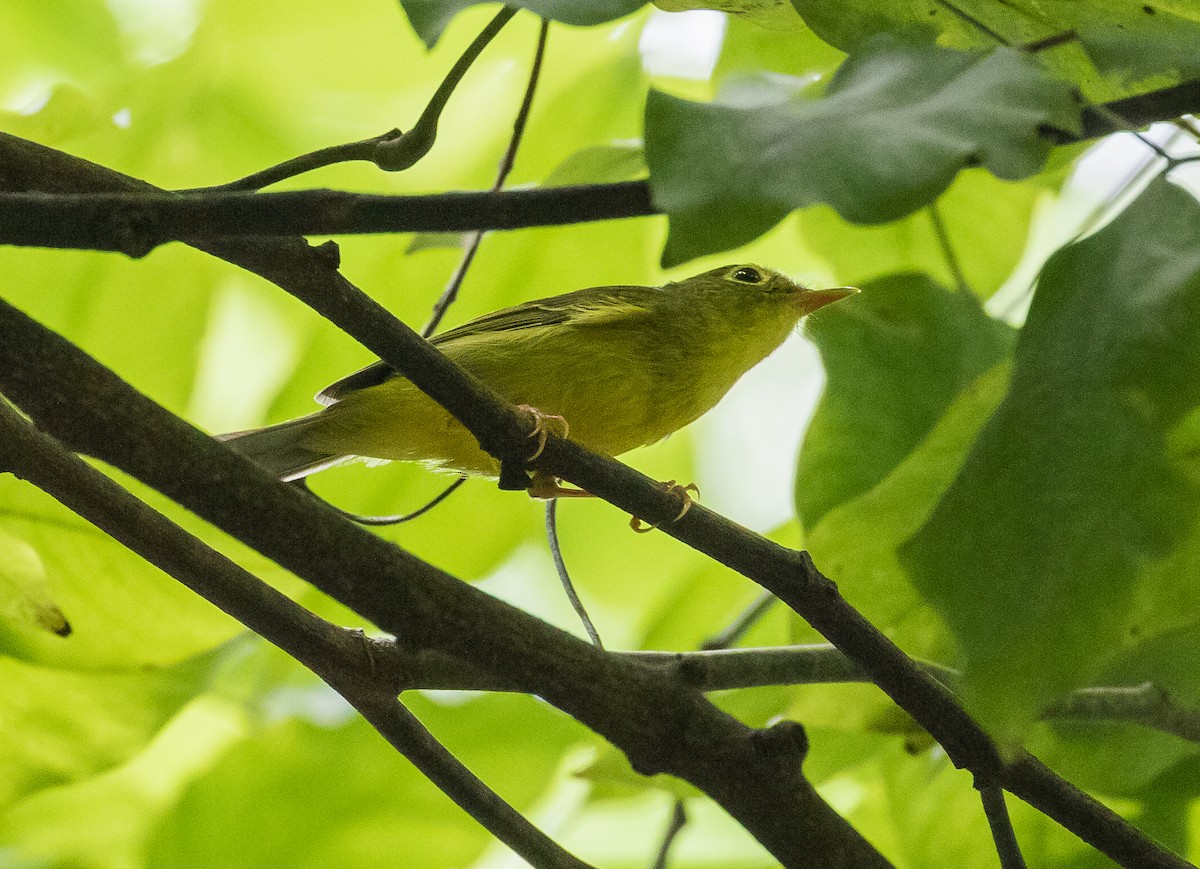 Alström's Warbler - ML623869435