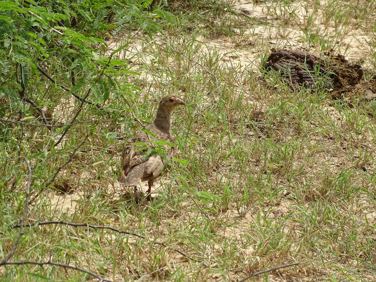 Gray Francolin - ML623869438