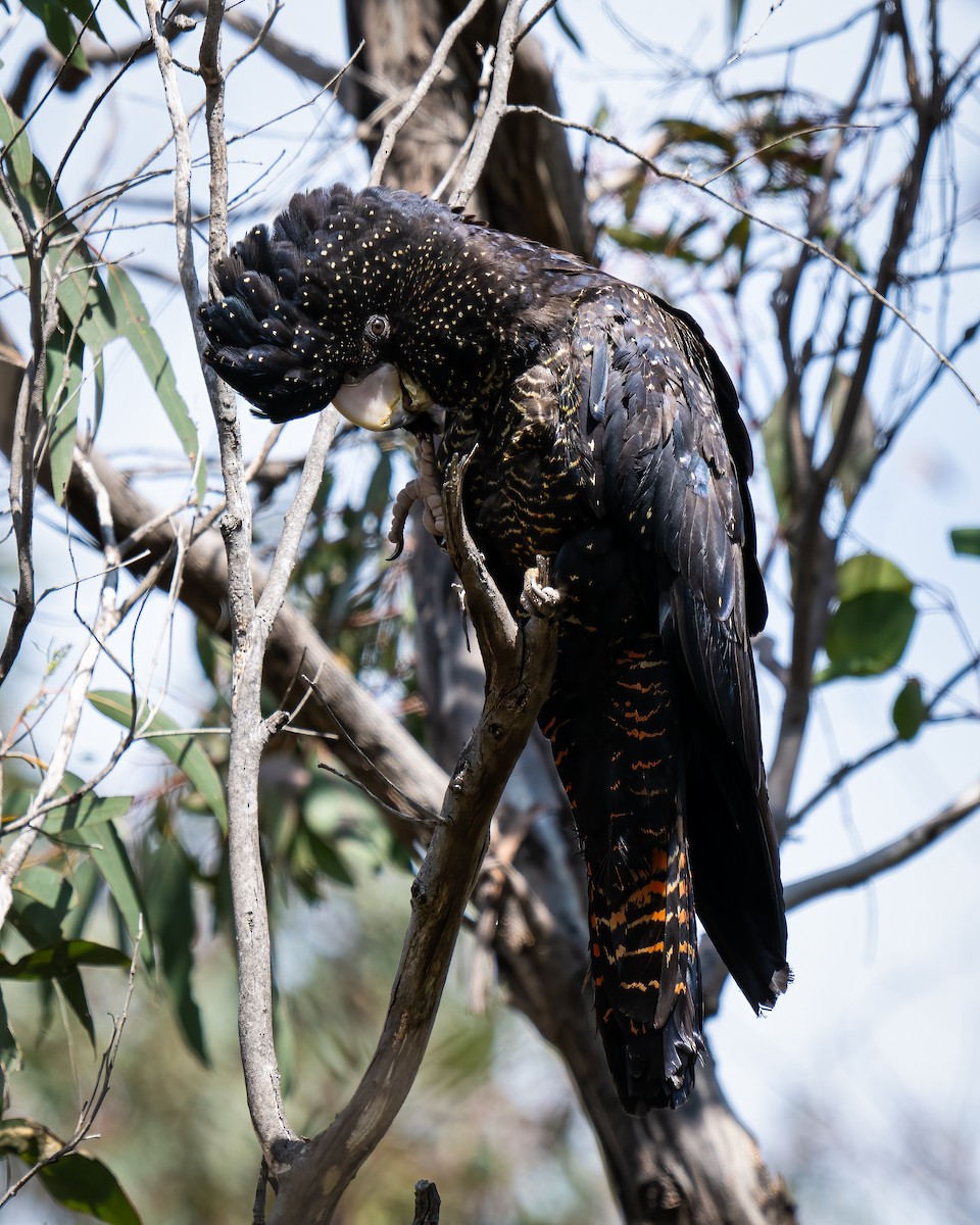 Red-tailed Black-Cockatoo - ML623869453