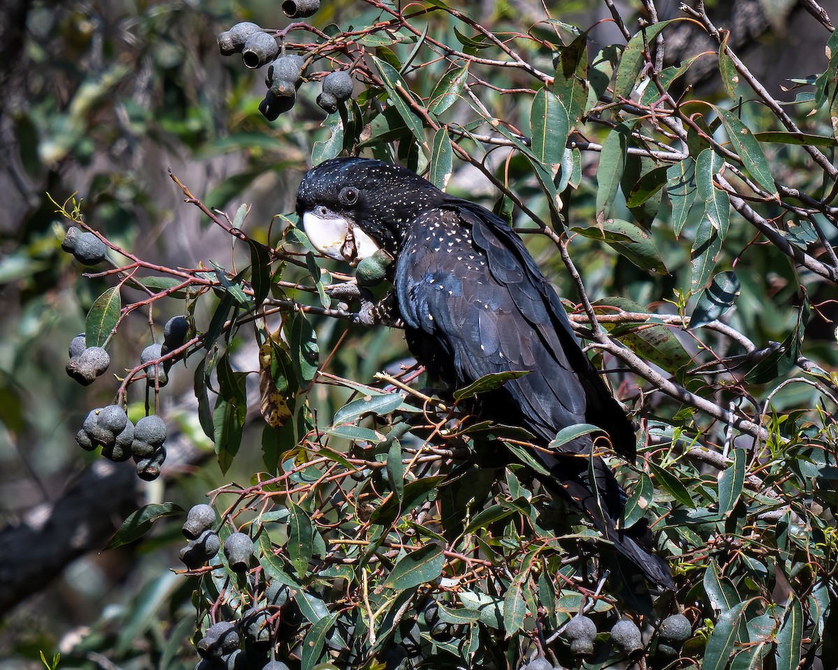 Red-tailed Black-Cockatoo - ML623869454