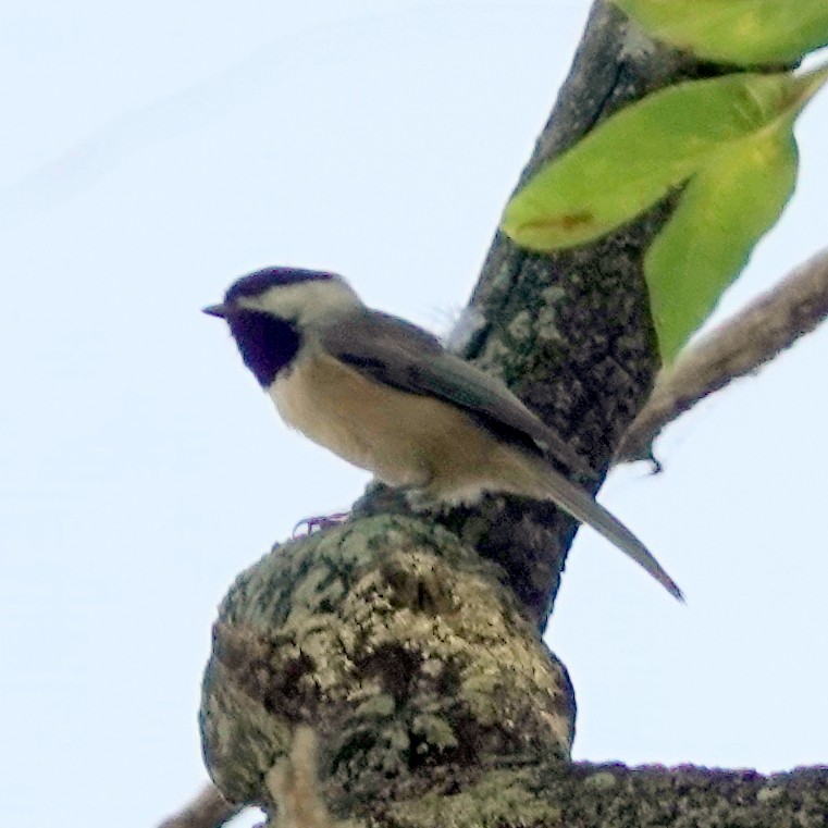 Carolina Chickadee - ML623869461