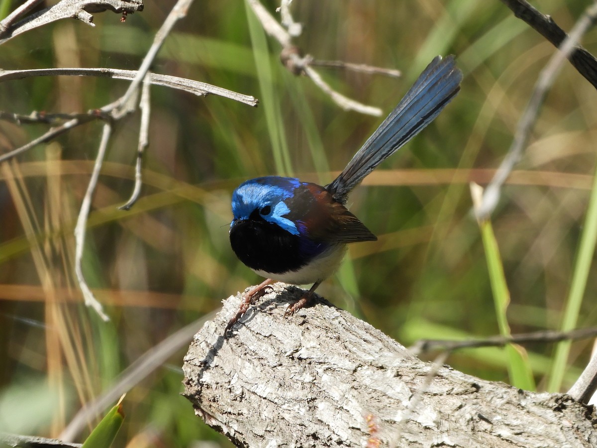 Variegated Fairywren - ML623869463