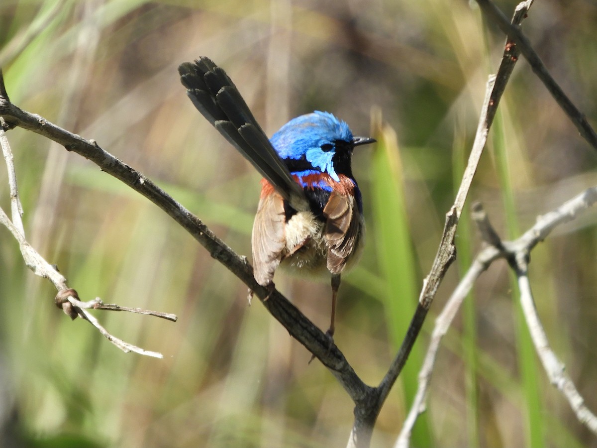 Variegated Fairywren - ML623869468