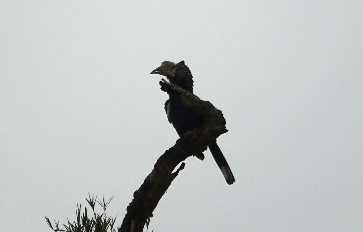 Silvery-cheeked Hornbill - ML623869472