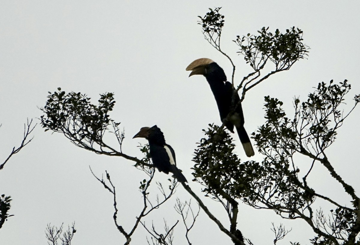 Silvery-cheeked Hornbill - ML623869473