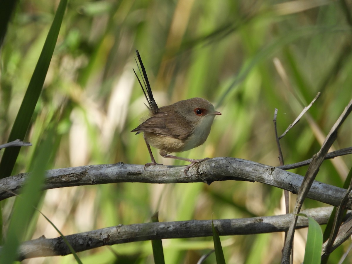 Variegated Fairywren - ML623869475