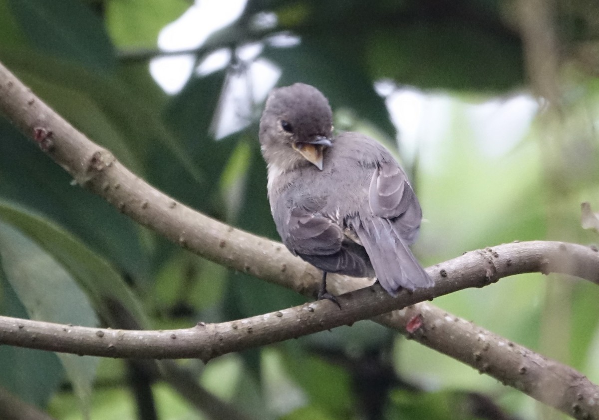 African Dusky Flycatcher - ML623869490