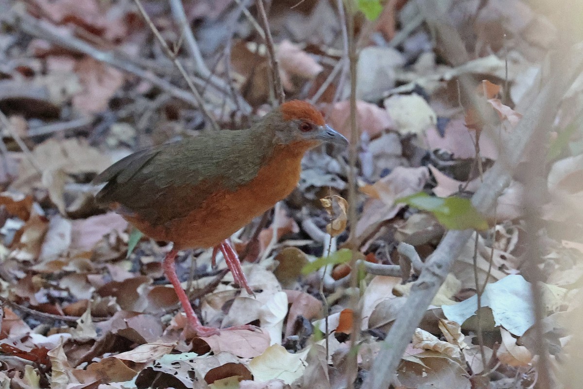 Russet-crowned Crake - ML623869496