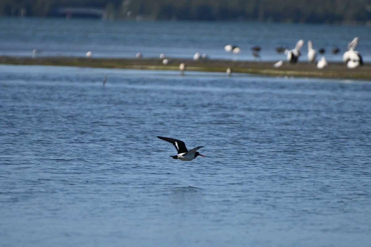 Pied Oystercatcher - ML623869513