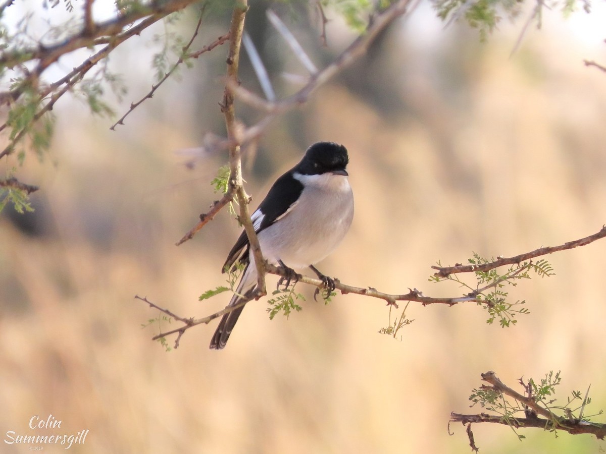 Fiscal Flycatcher - ML623869517