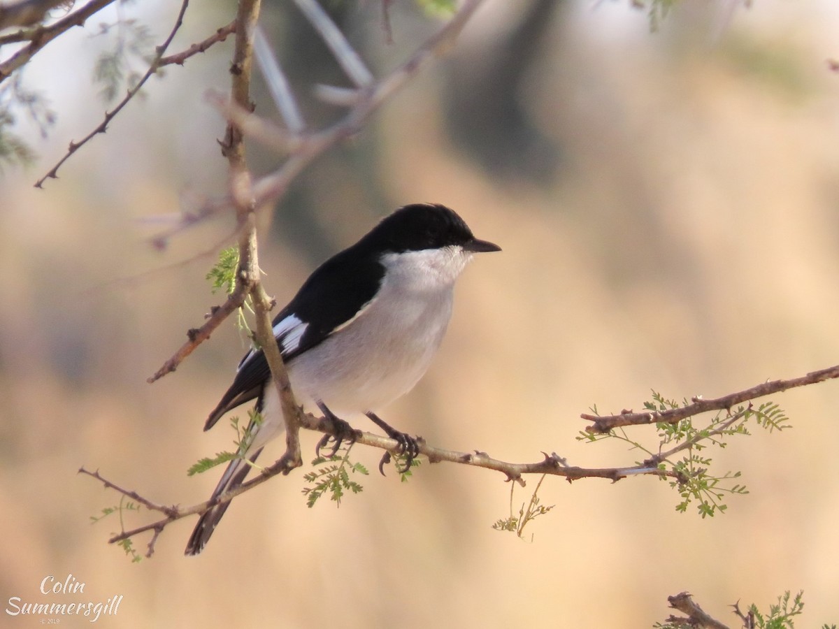 Fiscal Flycatcher - ML623869518