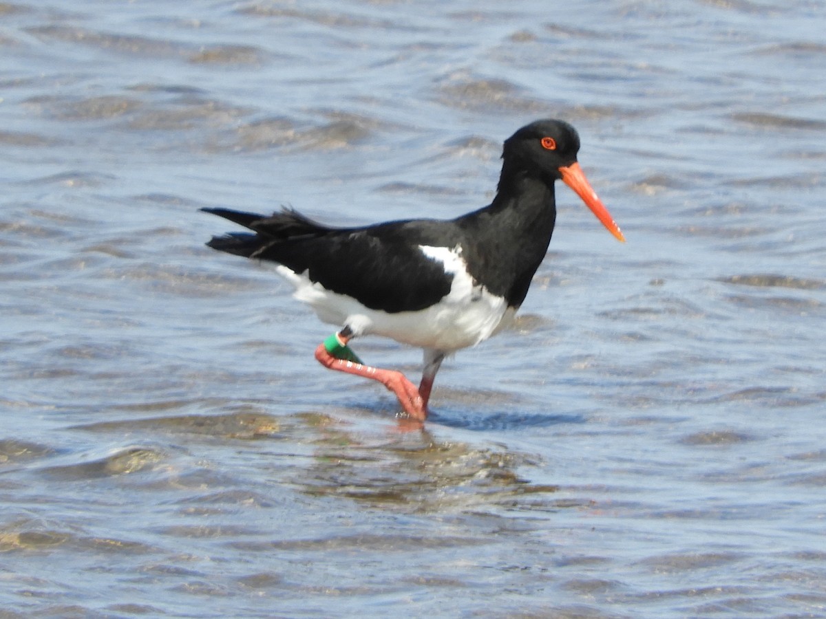 Pied Oystercatcher - ML623869529