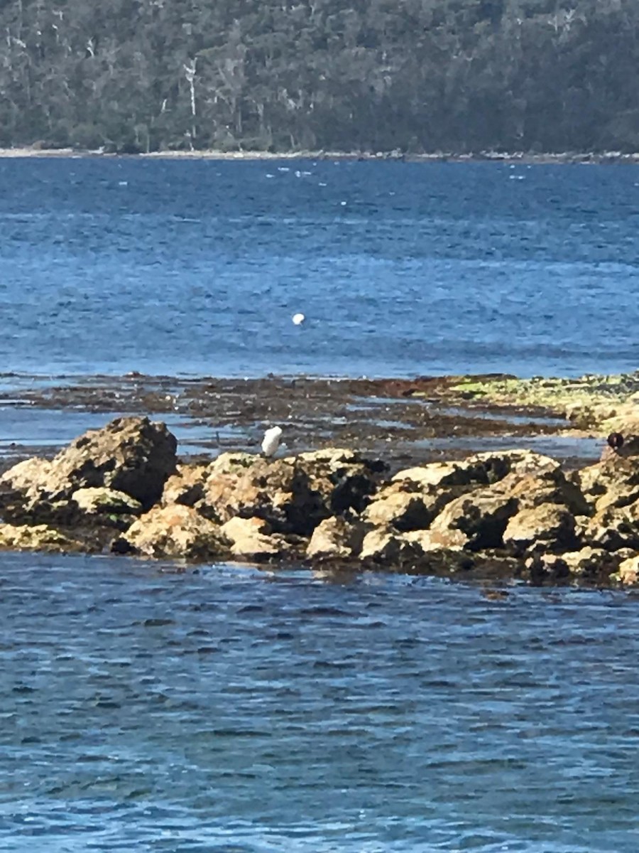 Mouette argentée - ML623869531