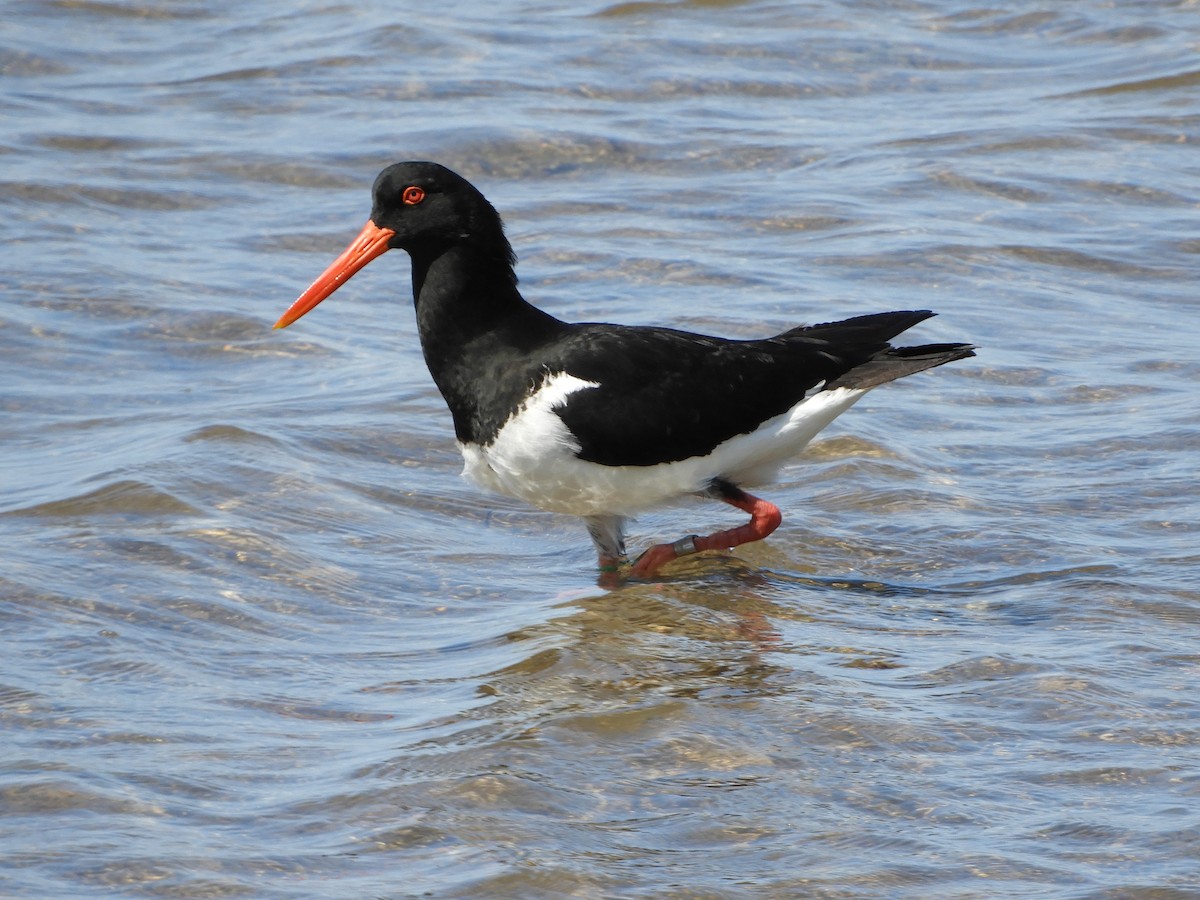 Pied Oystercatcher - ML623869538