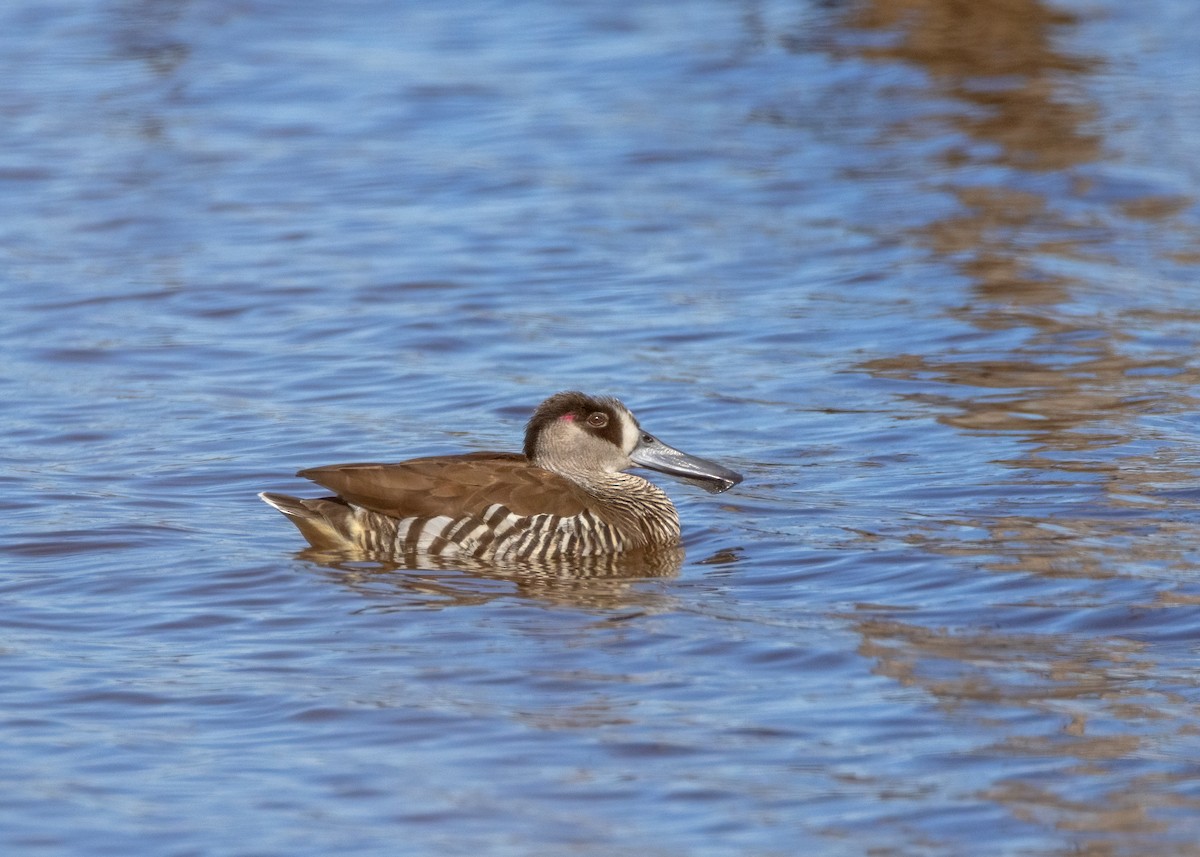 Pink-eared Duck - ML623869541