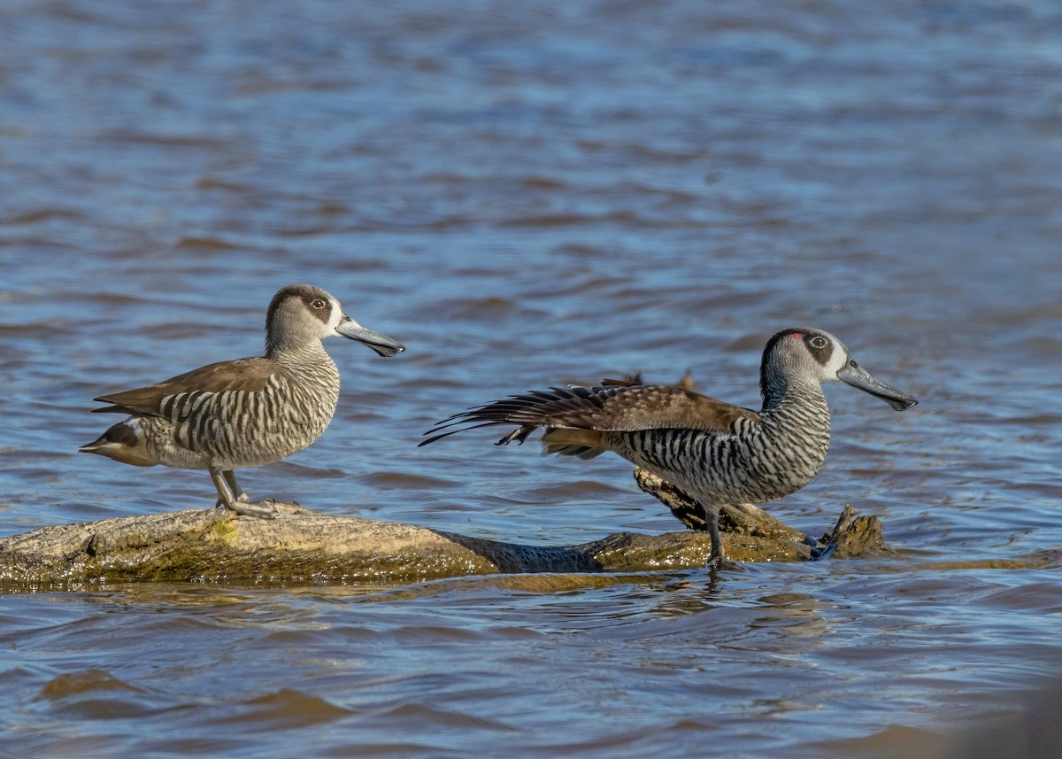 Pink-eared Duck - ML623869542