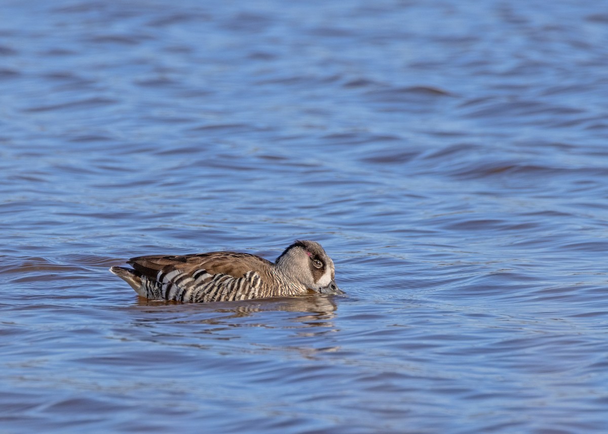 Pink-eared Duck - ML623869543