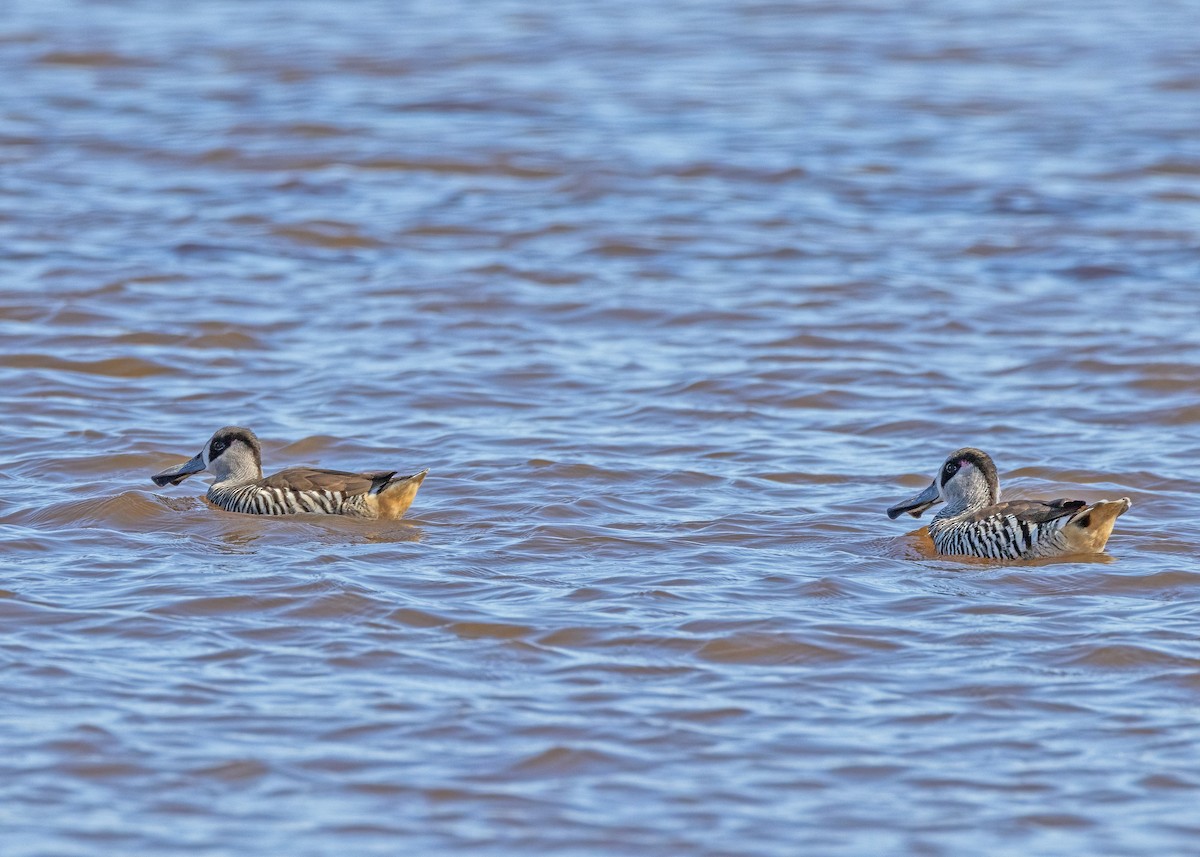 Pink-eared Duck - Julie Clark