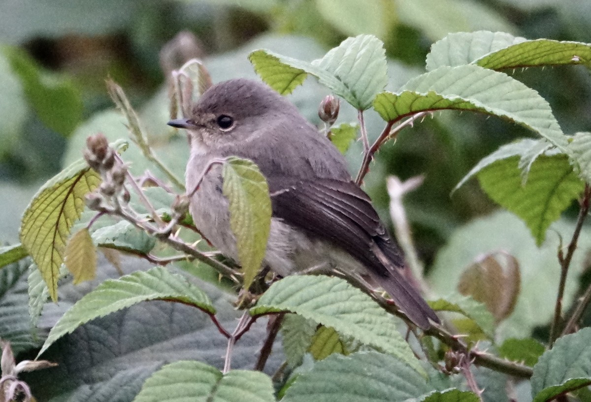 African Dusky Flycatcher - ML623869553