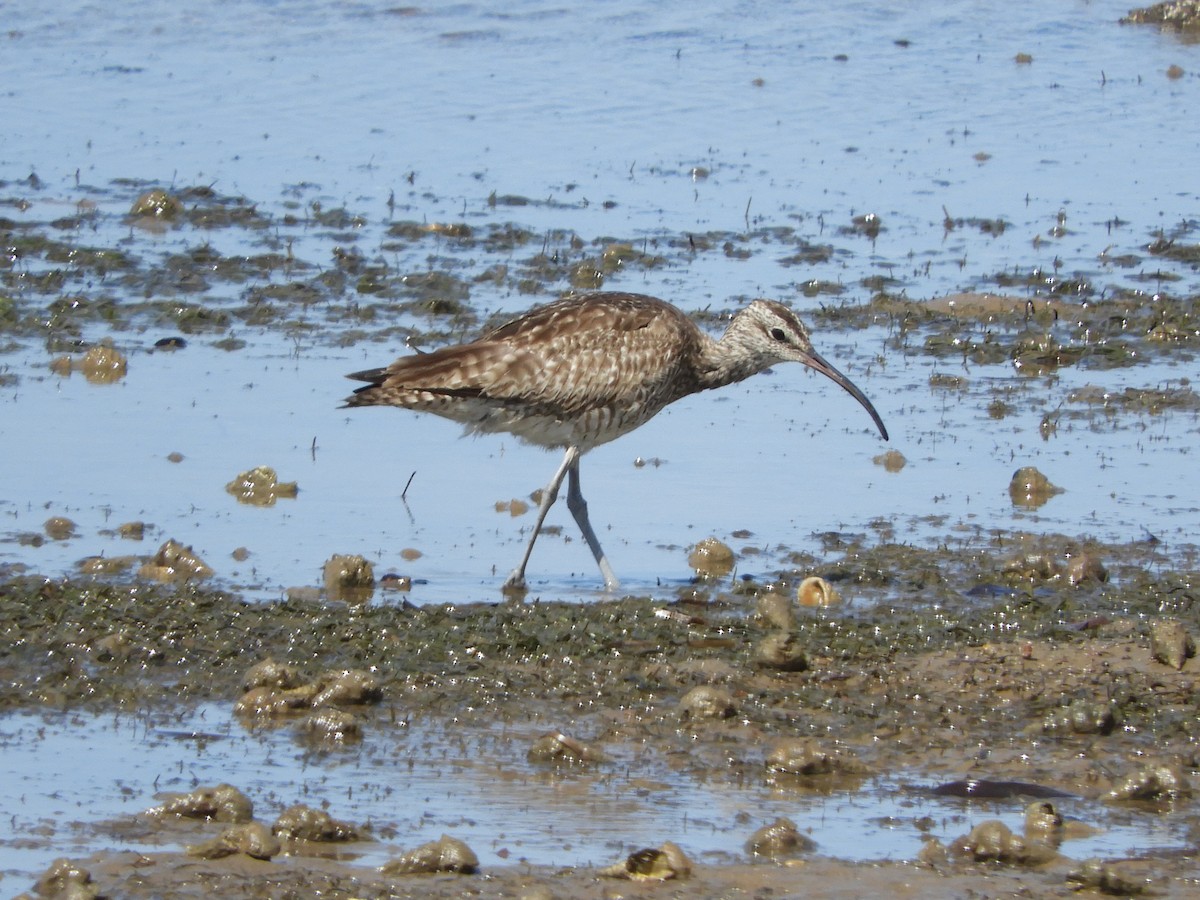 チュウシャクシギ（variegatus） - ML623869555