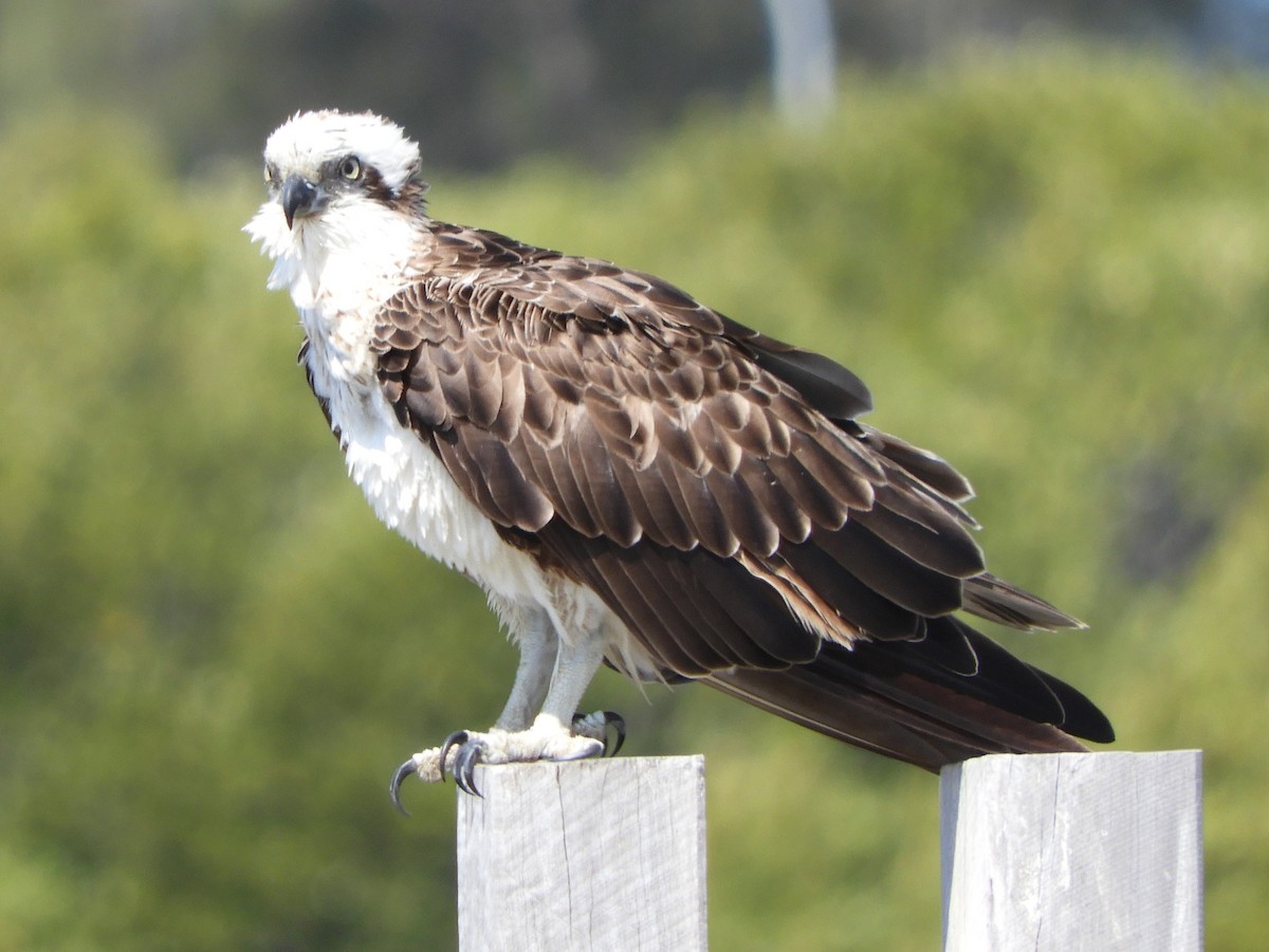 Osprey (Australasian) - Natalee Bozzi