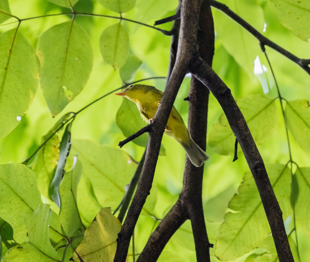 Alström's Warbler - ML623869586