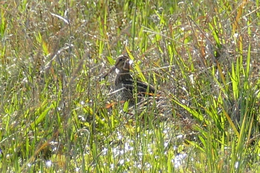 Latham's Snipe - ML623869597