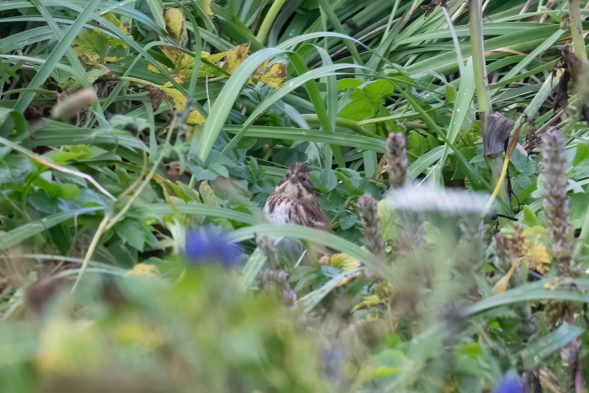 Rustic Bunting - ML623869598