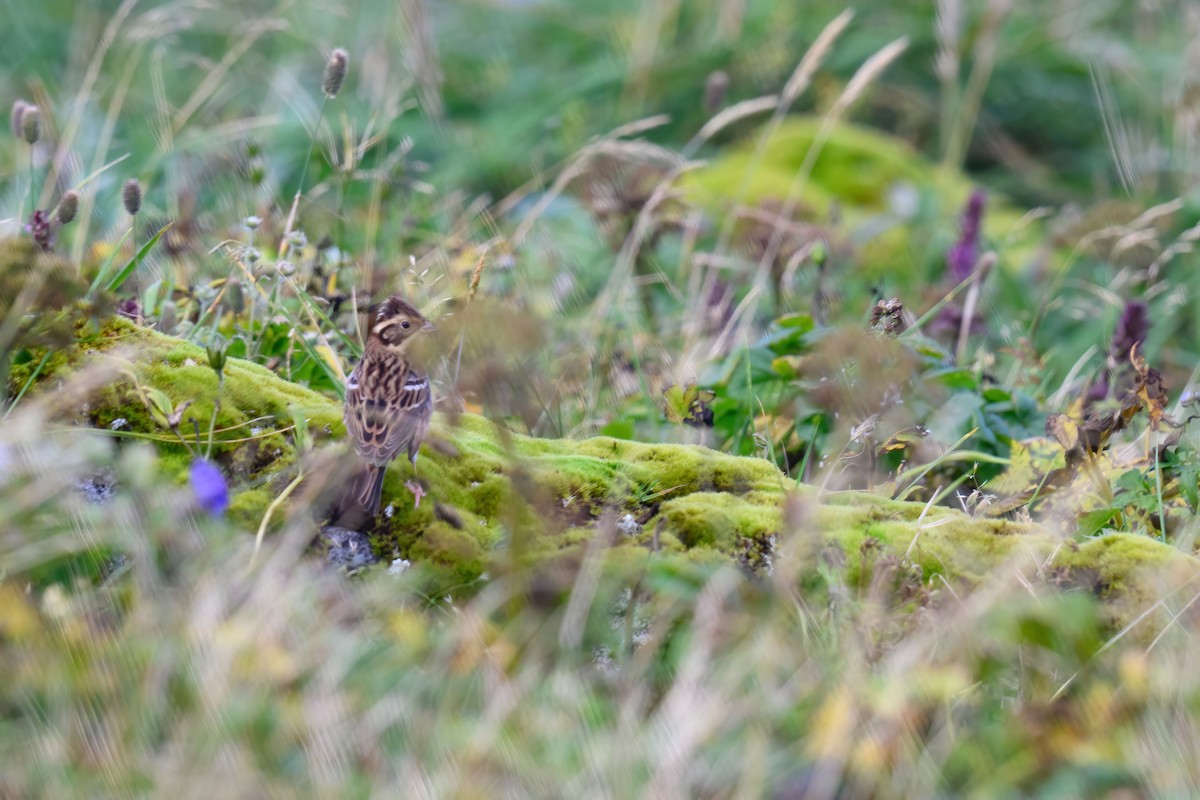 Rustic Bunting - ML623869599