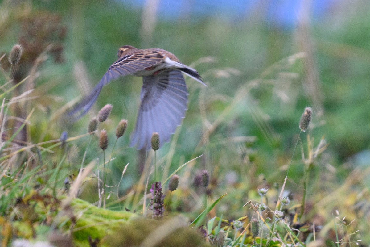 Rustic Bunting - ML623869604