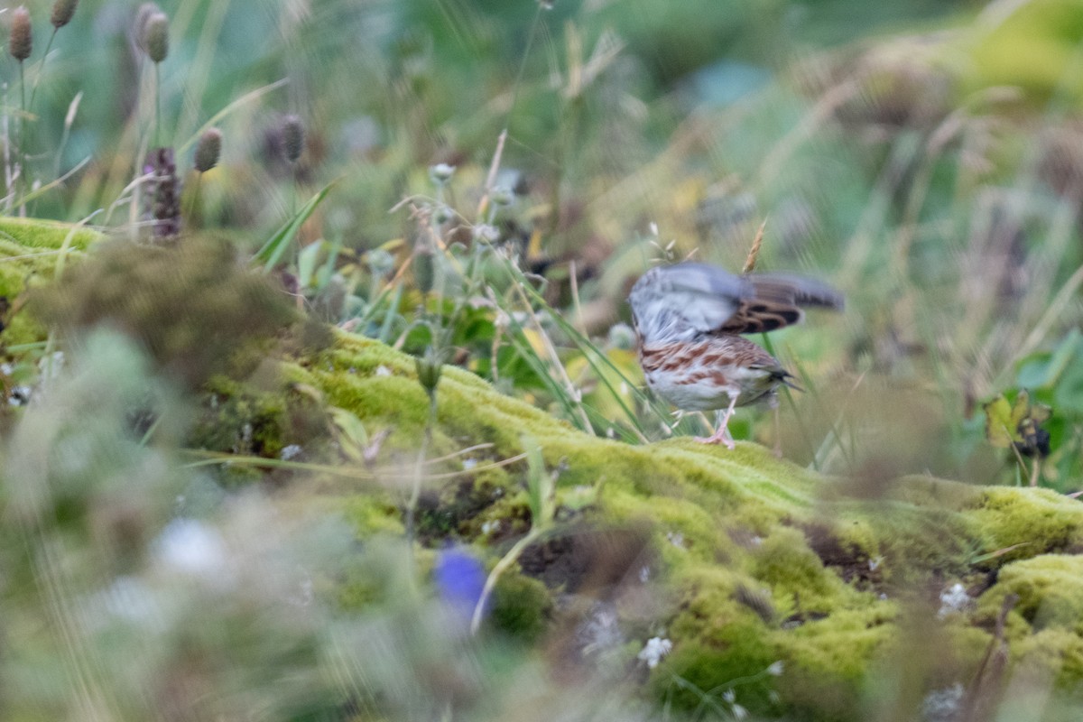 Rustic Bunting - ML623869606