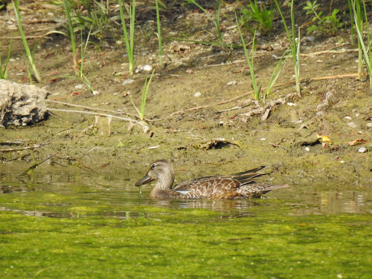 Blue-winged Teal - ML623869634