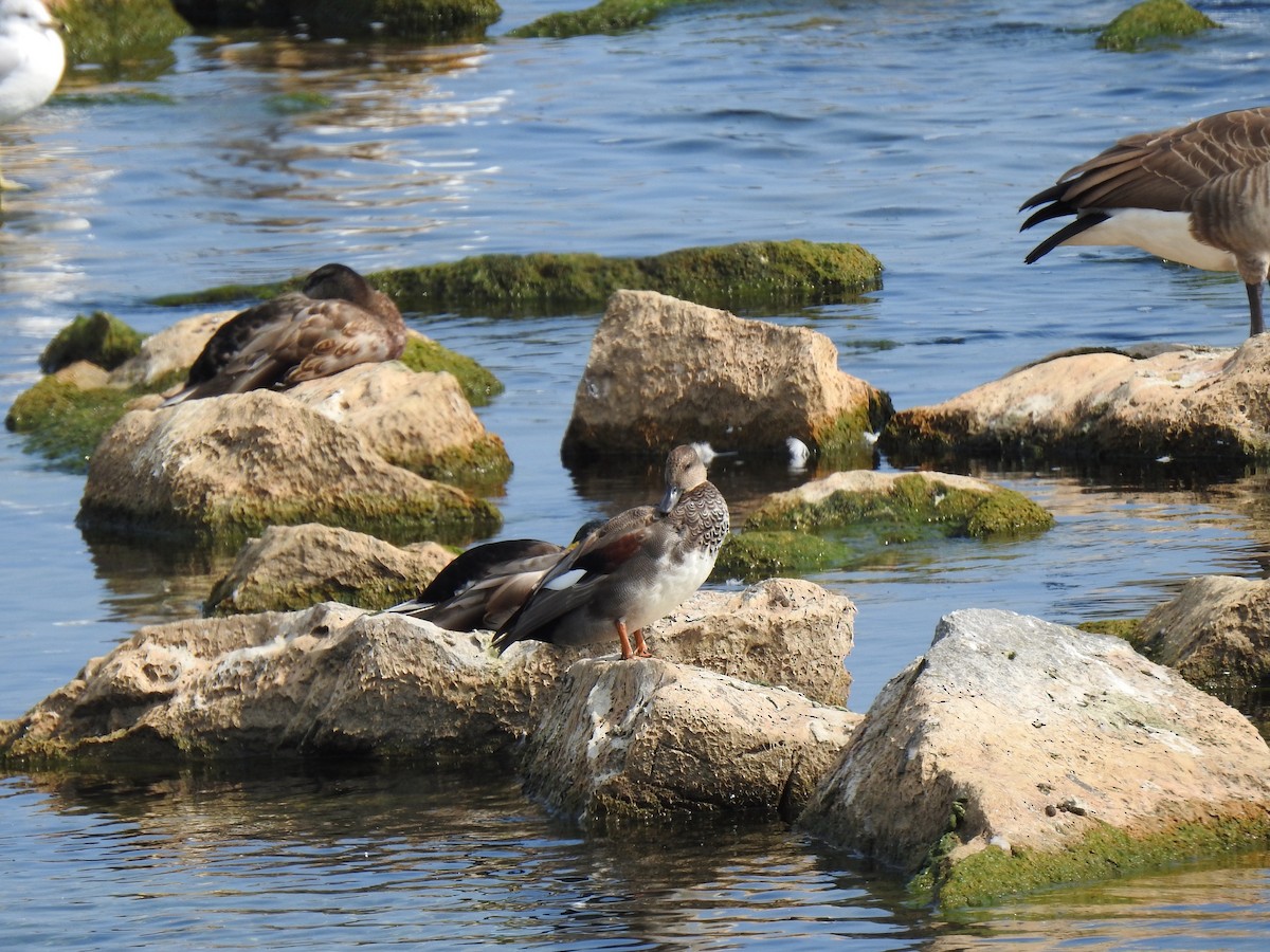 Gadwall - ML623869637