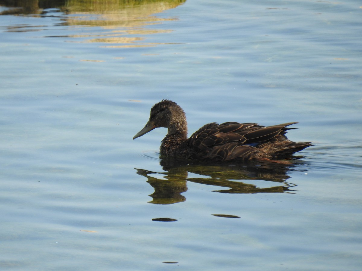 American Black Duck - ML623869640