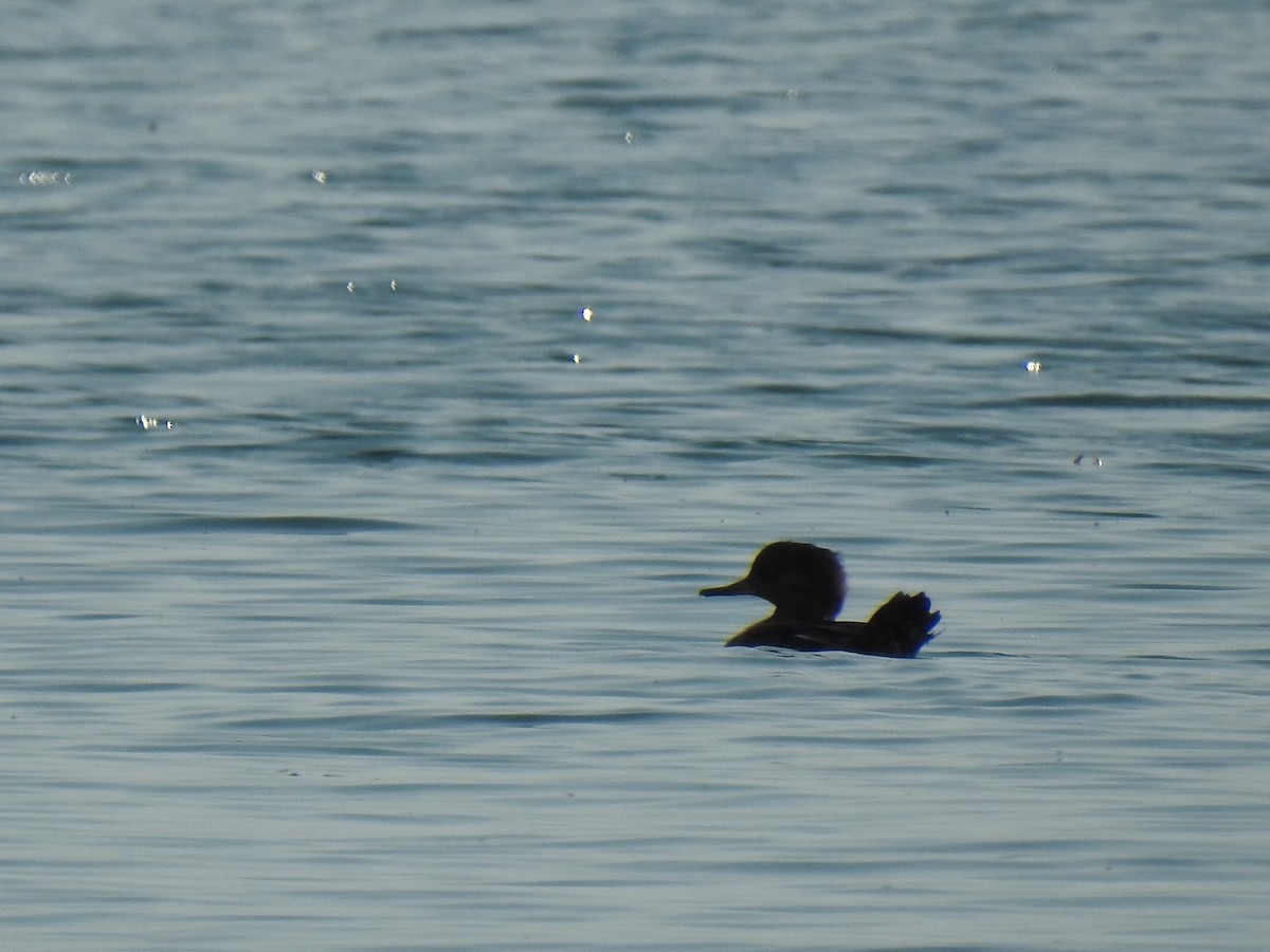 Hooded Merganser - ML623869646