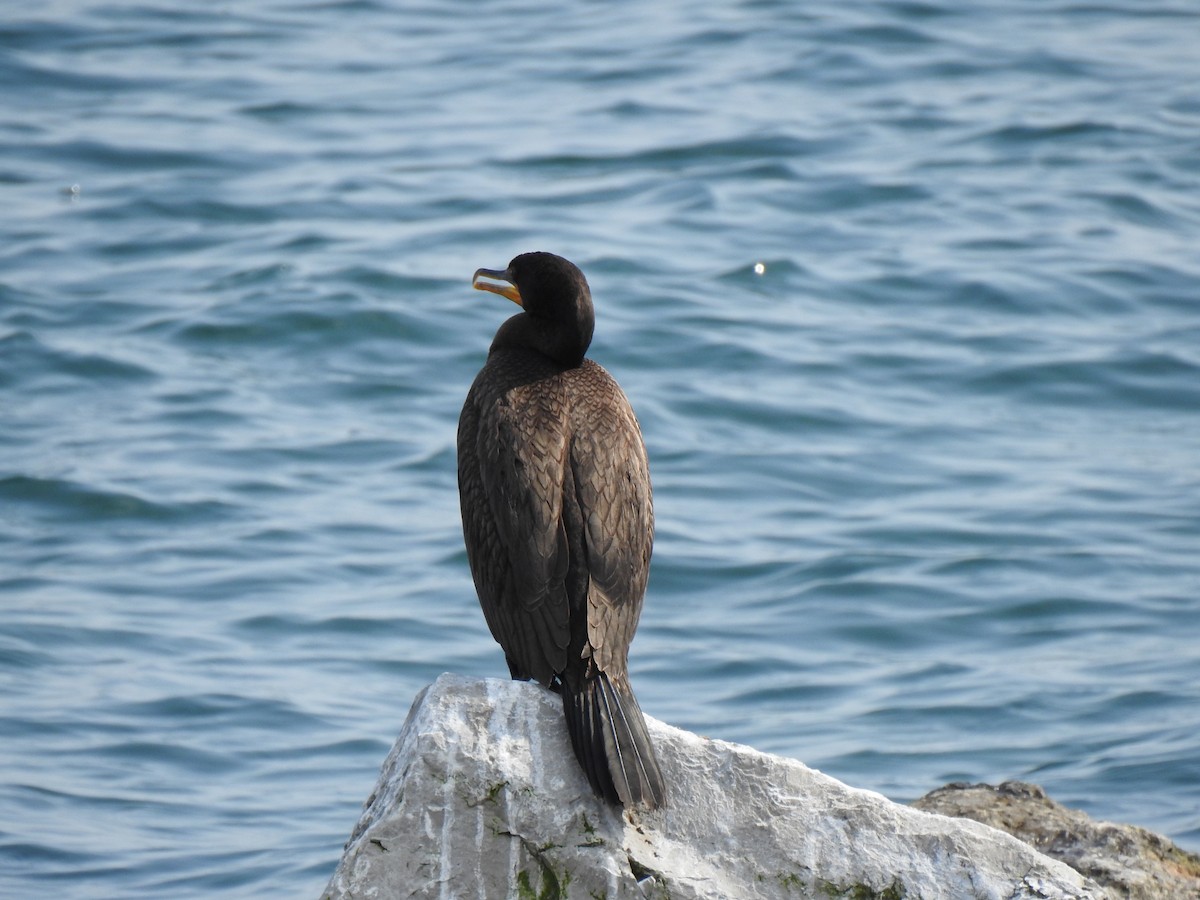 Double-crested Cormorant - ML623869649