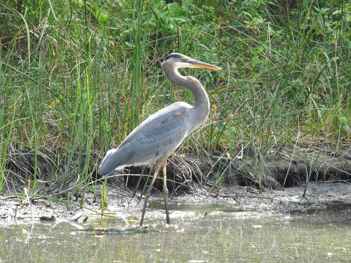 Great Blue Heron - ML623869651