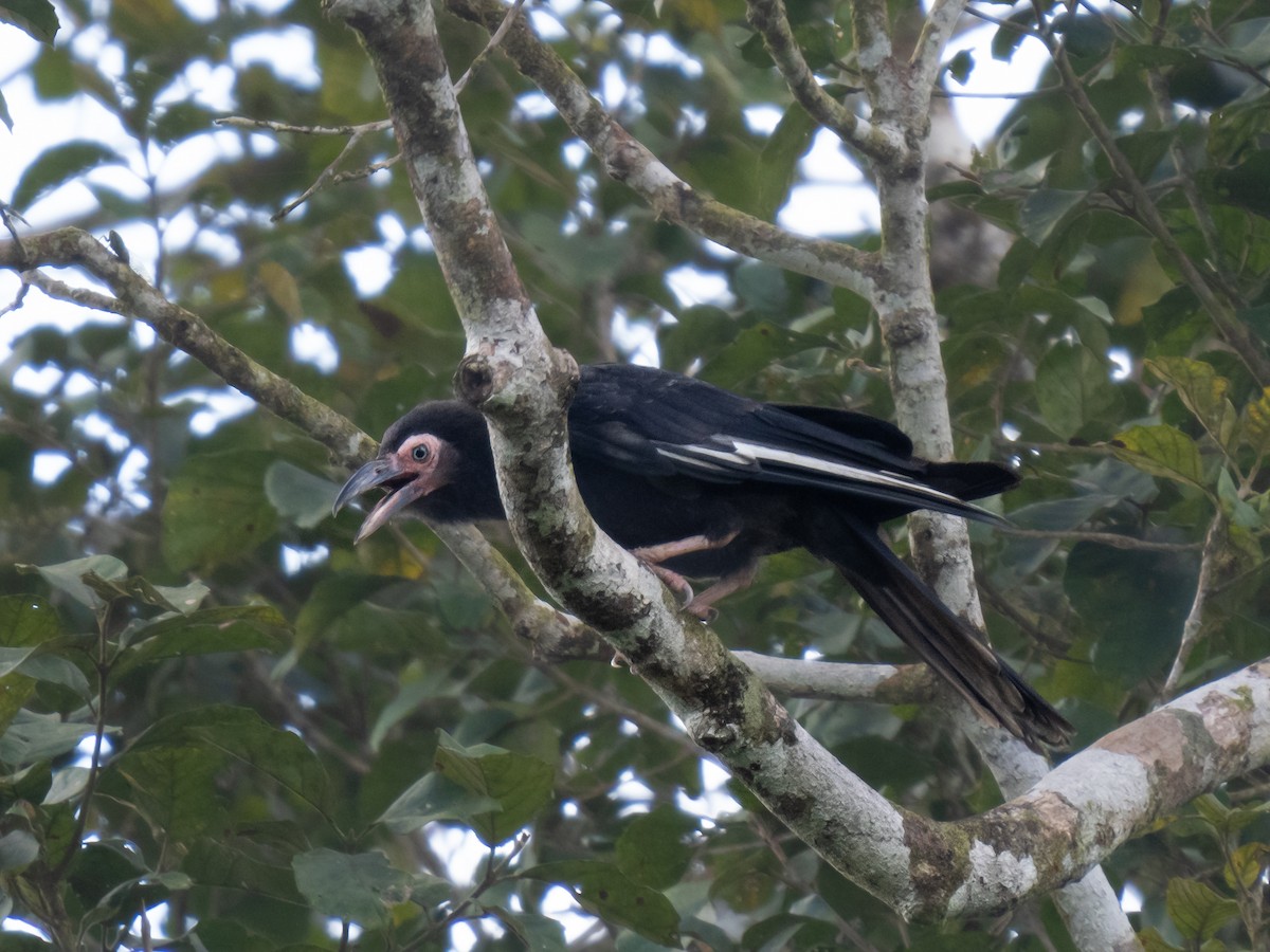 Gray Crow - ML623869656