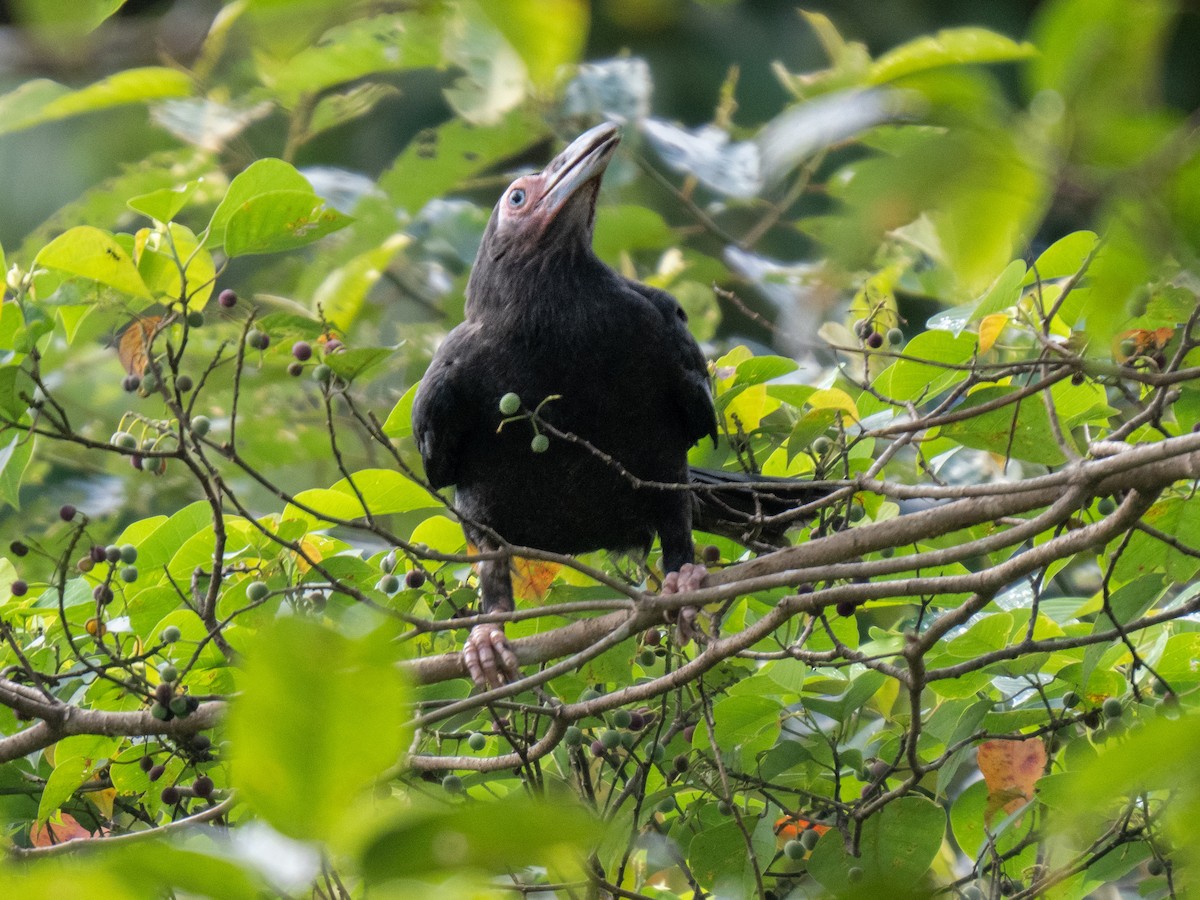Gray Crow - ML623869657