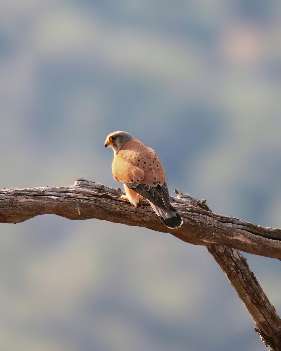 Eurasian Kestrel - ML623869669